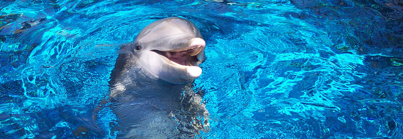 Delphintherapien für behinderte Kinder und Jugendliche